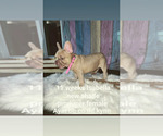Small Photo #35 French Bulldog Puppy For Sale in CAPE CORAL, FL, USA