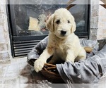 Small Photo #1 Goldendoodle Puppy For Sale in INDIANAPOLIS, IN, USA