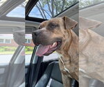 Small #1 Bullboxer Pit
