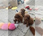 Small #17 Maltipoo