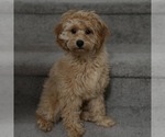 Small #3 Cavapoo