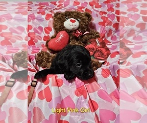 Medium Labrador Retriever