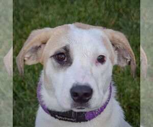 Great Pyrenees-Unknown Mix Dogs for adoption in Huntley, IL, USA