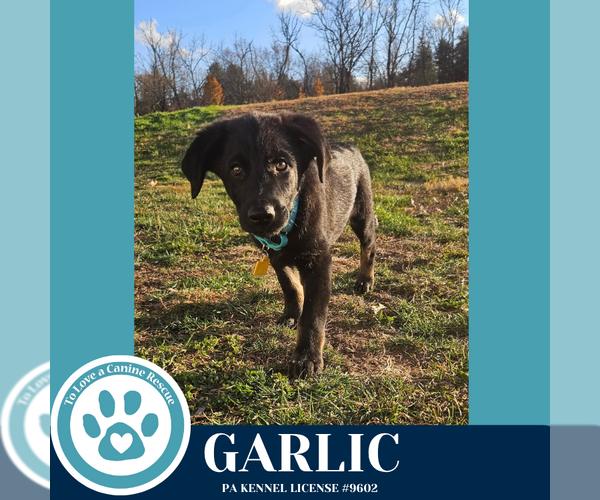 Medium Photo #1 German Shepherd Dog-Unknown Mix Puppy For Sale in Kimberton, PA, USA