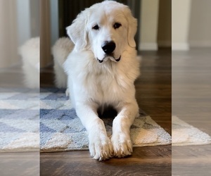 Mother of the Great Pyrenees-Newfoundland Mix puppies born on 02/28/2024