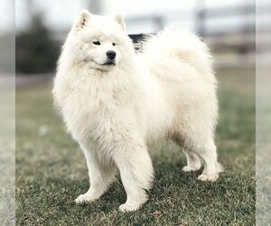 Father of the Samoyed puppies born on 06/24/2026