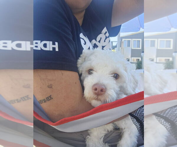 Medium Photo #7 Poodle (Miniature)-Unknown Mix Puppy For Sale in Pacifica, CA, USA