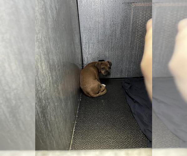 Medium Photo #1 Pug-Unknown Mix Puppy For Sale in San Antonio, TX, USA