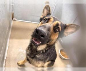 German Shepherd Dog Dogs for adoption in HESPERIA, CA, USA