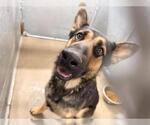 Small German Shepherd Dog