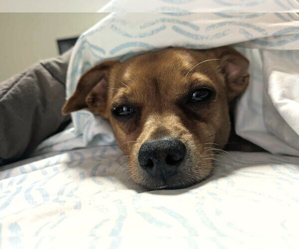 Medium Photo #8 Chiweenie Puppy For Sale in Arlington, VA, USA