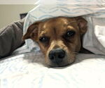 Small #7 Chiweenie