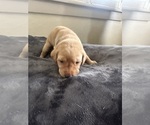 Small #4 Labrador Retriever
