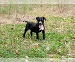 Small #1 American Pit Bull Terrier Mix