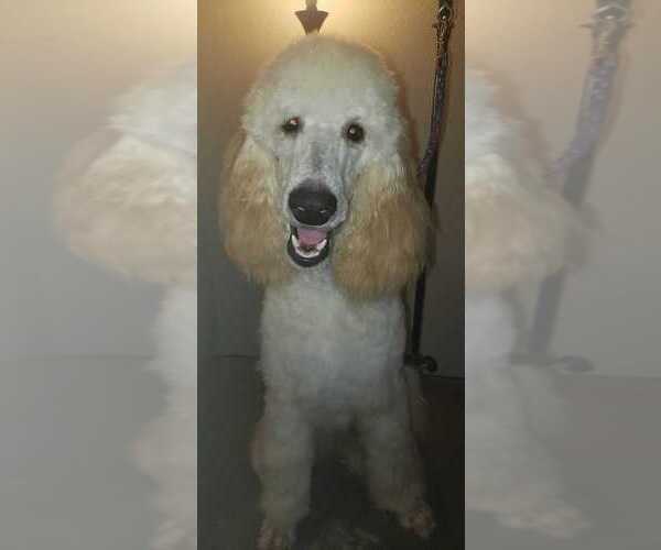 Medium Photo #1 Poodle (Standard) Puppy For Sale in KYLE, TX, USA