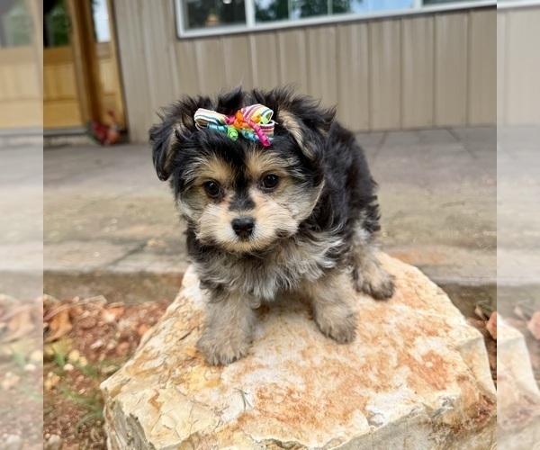 Medium Photo #11 Morkie Puppy For Sale in CASSVILLE, MO, USA