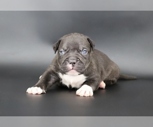 American Bully Puppy for sale in CHAMPAIGN, IL, USA