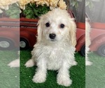 Small Cavachon
