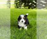 Small #7 Bernedoodle (Miniature)