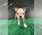 Puppy Merry AKC Boston Terrier