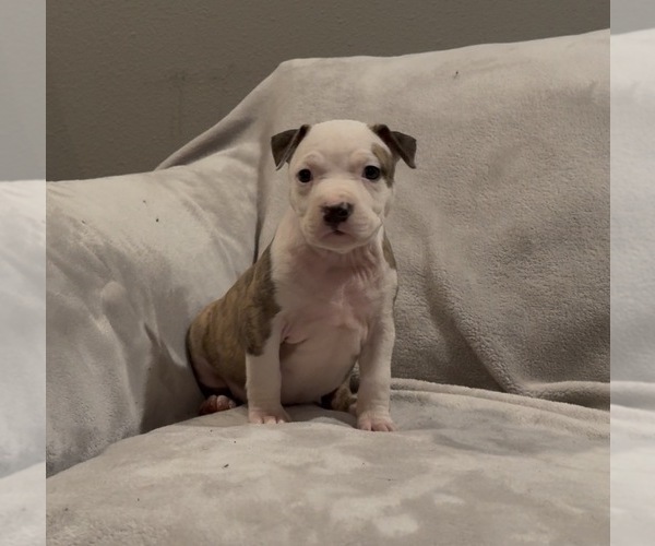 Medium Photo #7 American Staffordshire Terrier Puppy For Sale in VILONIA, AR, USA