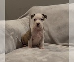 Small #6 American Staffordshire Terrier
