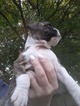 Small Photo #3 Boxer Puppy For Sale in KENNEWICK, WA, USA