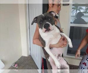 American Staffordshire Terrier Dogs for adoption in Fort Lauderdale, FL, USA