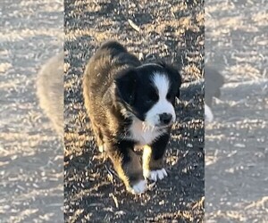 Miniature Australian Shepherd Puppy for sale in TAYLOR, TX, USA