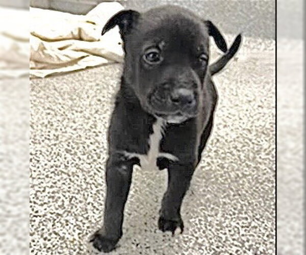 Medium Photo #2 Siberian Husky-Unknown Mix Puppy For Sale in Houston, TX, USA