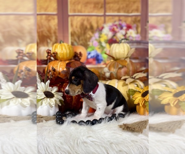 Medium Photo #2 Dachshund Puppy For Sale in RIPLEY, MS, USA