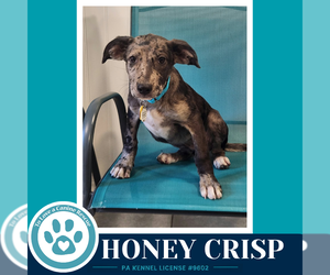 Honey Crisp (Apple Bobbers) 102426 - Female Mutt Dog for Adoption - Photo #2