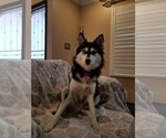 Small Photo #1 Pomsky Puppy For Sale in SAN DIEGO, CA, USA