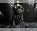 Puppy Loverboy Poodle (Miniature)