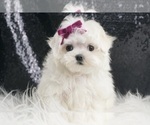 Puppy Suzee Maltese