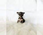 Small #6 Chihuahua