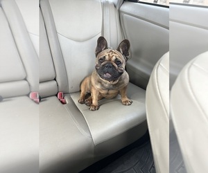 Mother of the French Bulldog puppies born on 01/02/2025