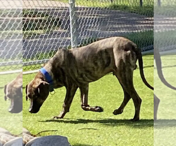 Medium Photo #2 Labrador Retriever-Plott Hound Mix Puppy For Sale in Missouri City, TX, USA