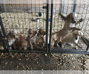 Labrador Retriever Puppy for sale in DAYTON, VA, USA