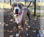 Small American Staffordshire Terrier Mix