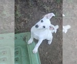 Small #11 Chiweenie