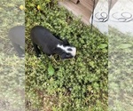 Small #3 Boston Terrier