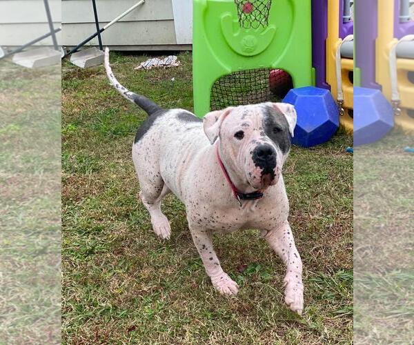Medium Photo #9 American Bulldog-Unknown Mix Puppy For Sale in Virginia Beach, VA, USA