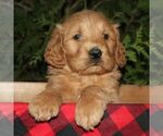 Small #3 Goldendoodle