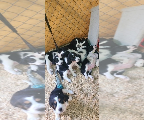 Medium Photo #19 English Springer Spaniel Puppy For Sale in PENDLETON, OR, USA