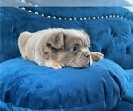 Small #23 English Bulldog