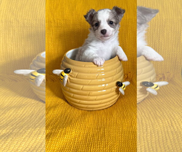 Medium Photo #2 Chiranian Puppy For Sale in Grafton, WI, USA