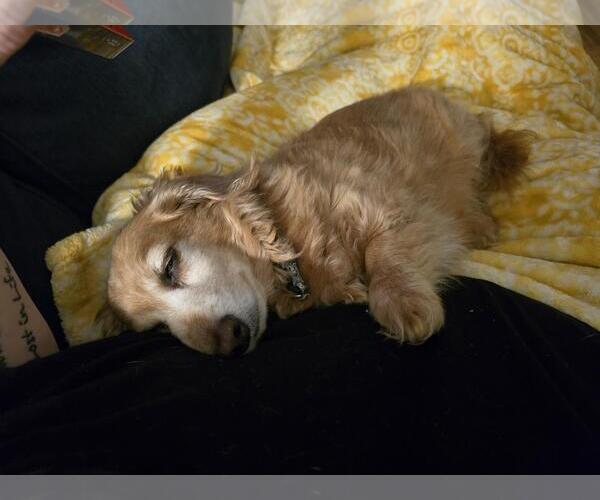 Medium Photo #5 Dachshund Puppy For Sale in St. Louis Park, MN, USA