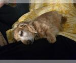Small #4 Dachshund