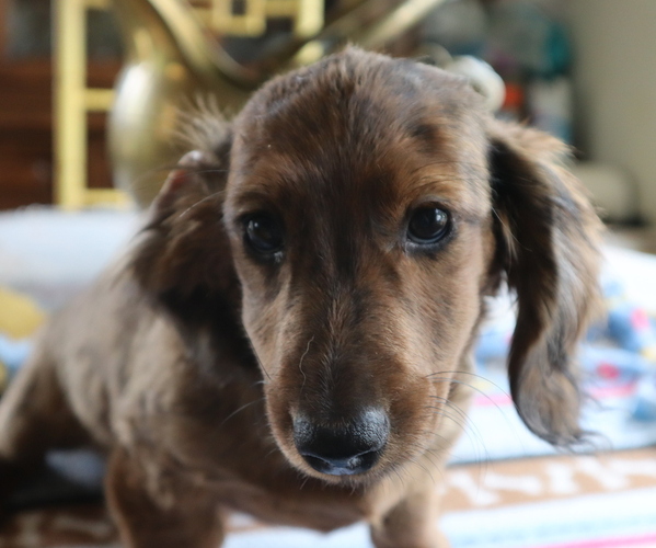 Medium Photo #3 Dachshund Puppy For Sale in MARATHON, NY, USA